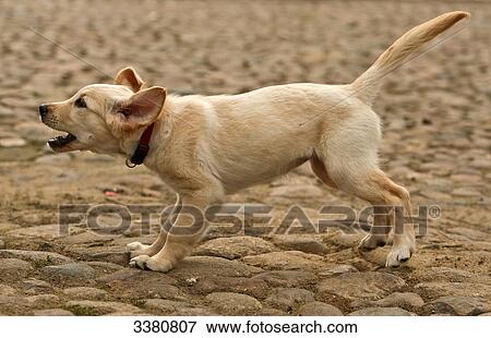 Puppy, Golden Retriever, barking View Large Photo Image Stock Photo - Puppy, Golden Retriever, barking . Fotosearch