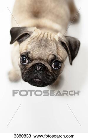 Stock Image - Puppy, pug, begging . Fotosearch