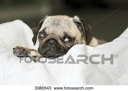 Puppy, Pug, lying on pillow View Large Photo Image Stock Image - Puppy, Pug, lying on pillow . Fotosearch