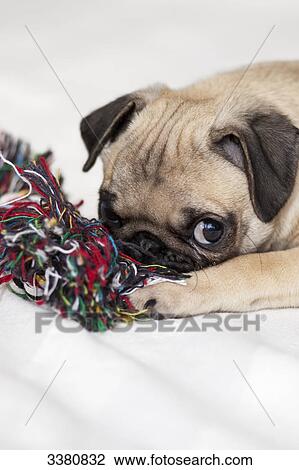Stock Image - Puppy, pug, playing . Fotosearch