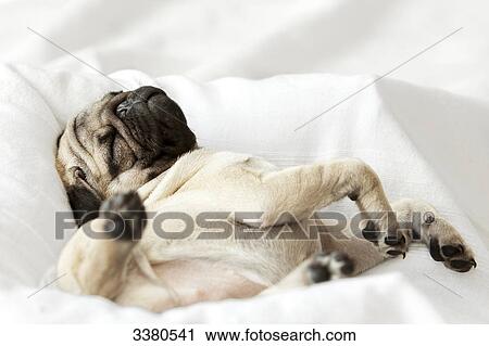 Stock Image - Puppy, Pug, sleeping on pillow . Fotosearch