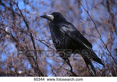Picture - Raven (Corvus frugilegus) perching on branch . Fotosearch