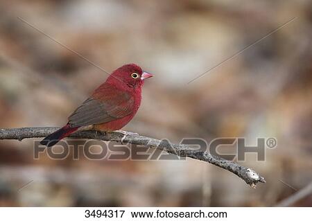 Red-billed Firefinch, Lagonosticta senegala, Gambia, West Africa, Africa  View Large Photo Image Stock Photo - Red-billed Firefinch, Lagonosticta senegala, Gambia, West Africa, Africa . Fotosearch
