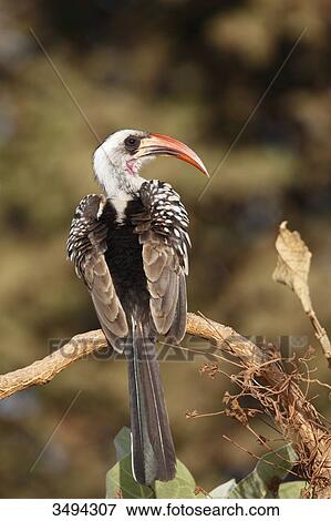 Red-billed Hornbill, Tockus erythrorhynchus, sitting on a branch, Gambia, West Africa, Africa View Large Photo Image Stock Photo - Red-billed Hornbill, Tockus erythrorhynchus, sitting on a branch, Gambia, West Africa, Africa . Fotosearch