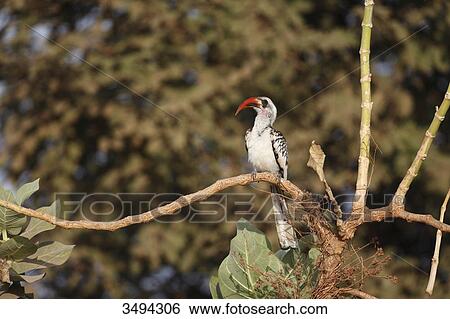Red-billed Hornbill, Tockus erythrorhynchus, sitting on a branch, Gambia, West Africa, Africa View Large Photo Image Stock Photograph - Red-billed Hornbill, Tockus erythrorhynchus, sitting on a branch, Gambia, West Africa, Africa . Fotosearch