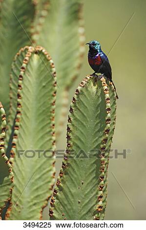 Red-chested Sunbird, Cinnyris erythrocercus, Queens Elizabeth National Park, Uganda, East Afrca, Africa View Large Photo Image Stock Photography - Red-chested Sunbird, Cinnyris erythrocercus, Queens Elizabeth National Park, Uganda, East Afrca, Africa . Fotosearch
