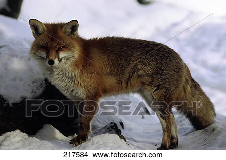 Picture - Red fox (Canis Vulpes) standing in snow . Fotosearch