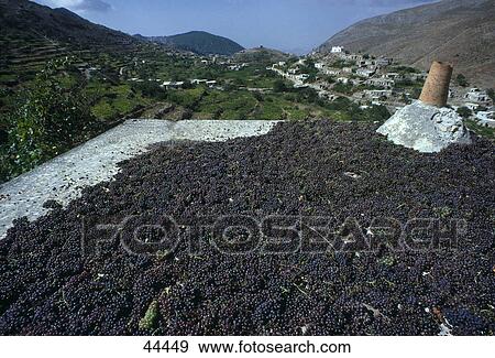 Red grapes drying on rooftop of farmhouse, Crete, Greece View Large Photo Image Stock Photo - Red grapes drying on rooftop of farmhouse, Crete, Greece . Fotosearch