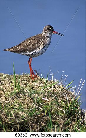 Stock Image - Redshank (Tringa totanus) bird on grass . Fotosearch