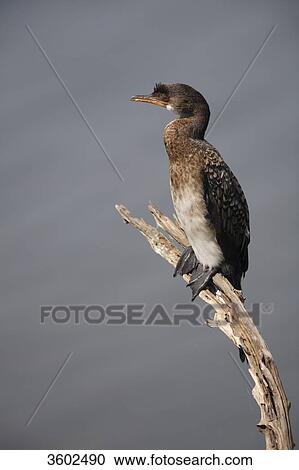 Reed Cormorant (Phalacrocorax africanus) on a branch, Pilanesberg Game Reserve, South Africa View Large Photo Image Stock Image - Reed Cormorant (Phalacrocorax africanus) on a branch, Pilanesberg Game Reserve, South Africa . Fotosearch