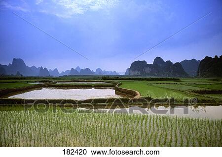 Rice fields, Yangshou, China, low angle view View Large Photo Image Stock Image - Rice fields, Yangshou, China, low angle view . Fotosearch