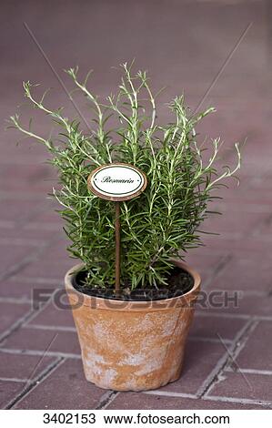 Rosemary in a flower pot View Large Photo Image Stock Image - Rosemary in a flower pot . Fotosearch