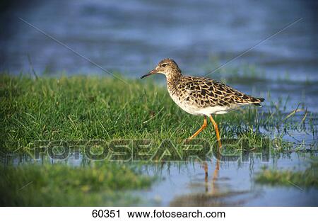 Ruff (Philomachus pugnax) bird walking in water View Large Photo Image Stock Image - Ruff (Philomachus pugnax) bird walking in water . Fotosearch