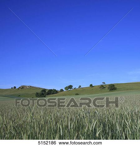 Stock Photograph - Rye field, Bavaria, Germany, Europe . Fotosearch