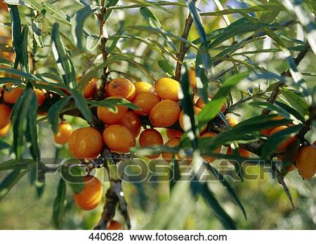 Stock Photo - Sea buckthorn berries on branch . Fotosearch