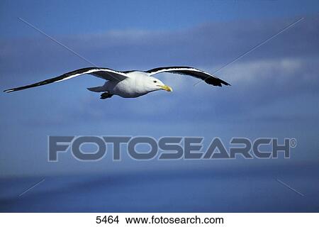 Seagull flying in sky, New Zealand View Large Photo Image Picture - Seagull flying in sky, New Zealand . Fotosearch