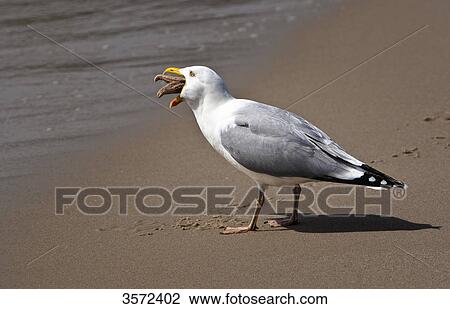 Seagull on beach eating starfish, Sylt, Germany View Large Photo Image Stock Image - Seagull on beach eating starfish, Sylt, Germany . Fotosearch