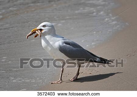 Seagull on beach eating starfish, Sylt, Germany View Large Photo Image Stock Image - Seagull on beach eating starfish, Sylt, Germany . Fotosearch