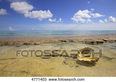 Seashell in water at Bramble Haven, Louisiade Archipelago, Papua New Guinea View Large Photo Image Stock Image - Seashell in water at Bramble Haven, Louisiade Archipelago, Papua New Guinea . Fotosearch