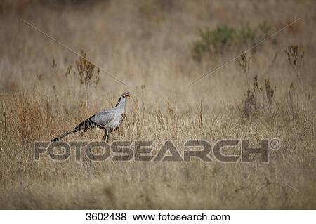 Secretary Bird (Sagittarius serpentarius) in the savannah, Pilanesberg Game Reserve, South Africa View Large Photo Image Stock Photo - Secretary Bird (Sagittarius serpentarius) in the savannah, Pilanesberg Game Reserve, South Africa . Fotosearch