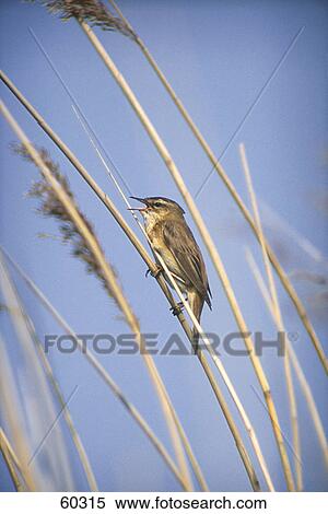 Sedge Warbler (Acrocephalus schoenobaenus) bird perching on reed  View Large Photo Image Stock Photography - Sedge Warbler (Acrocephalus schoenobaenus) bird perching on reed . Fotosearch