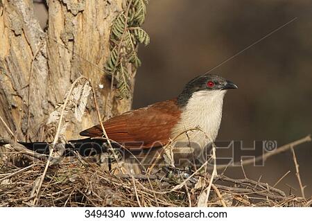 Senegal Coucal, Centropus senegalensis, sitting on a tree, Gambia, West Africa, Africa View Large Photo Image Stock Image - Senegal Coucal, Centropus senegalensis, sitting on a tree, Gambia, West Africa, Africa . Fotosearch