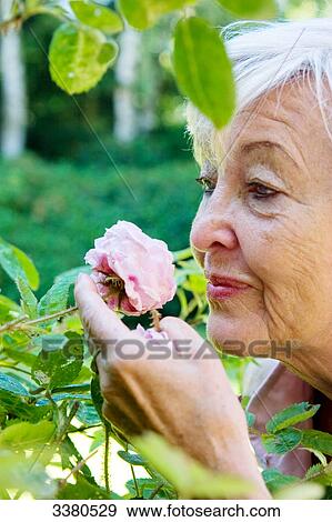 Senior woman sniffing at rose View Large Photo Image Stock Photo - Senior woman sniffing at rose . Fotosearch