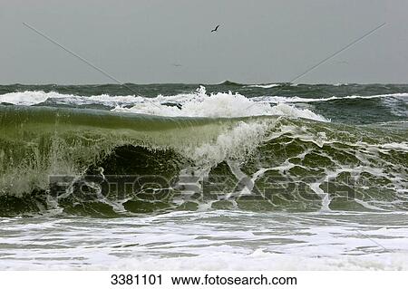 Sesagulls flying over the North Sea, Sylt, Schleswig-Holstein, Germany View Large Photo Image Stock Image - Sesagulls flying over the North Sea, Sylt, Schleswig-Holstein, Germany . Fotosearch