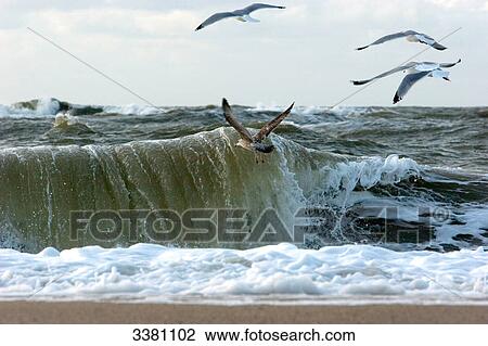 Stock Image - Sesagulls flying over the North Sea, Sylt, Schleswig-Holstein, Germany . Fotosearch