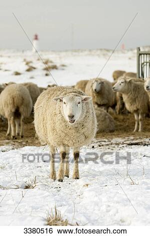 Stock Photograph - Sheap herd in winter, Sylt, Schleswig-Holstein, Germany . Fotosearch