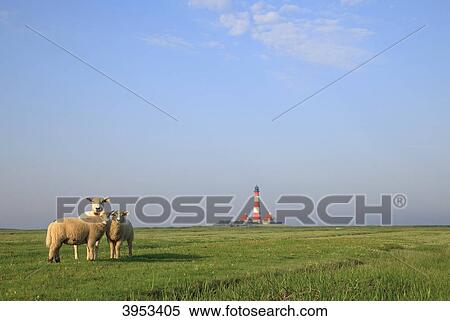 Sheep on salt marsh in front of Lighthouse Westerhever, Germany View Large Photo Image Stock Photography - Sheep on salt marsh in front of Lighthouse Westerhever, Germany . Fotosearch