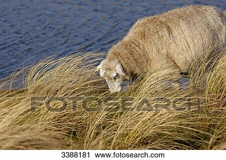 Stock Image - Sheep (Ovis aries) is grazing in long grass, Sylt, Germany, elevated view . Fotosearch
