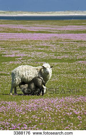 Stock Photograph - Sheep with a suckling lamb on a flower meadow, Ellenbogen, Sylt, Germany . Fotosearch