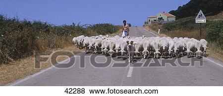 Shepherd herding sheep on road, Sardinia, Italy View Large Photo Image Stock Photo - Shepherd herding sheep on road, Sardinia, Italy . Fotosearch