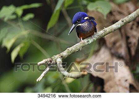 Shining-blue Kingfisher, Alcedo quadribrachys, Bigodi wetland sanctuary, Uganda, East Africa, Africa View Large Photo Image Stock Photograph - Shining-blue Kingfisher, Alcedo quadribrachys, Bigodi wetland sanctuary, Uganda, East Africa, Africa . Fotosearch