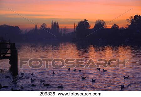 Stock Photography - Silhouette of ducks swimming in lake, Middlesex, England . Fotosearch