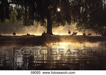 Stock Image - Silhouette of flock of swans at riverside, Thames River, England . Fotosearch