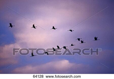 Silhouette of geese in flight View Large Photo Image Stock Photo - Silhouette of geese in flight . Fotosearch