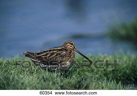 Snipe (Gallinago gallinago) bird at lakeside View Large Photo Image Picture - Snipe (Gallinago gallinago) bird at lakeside . Fotosearch
