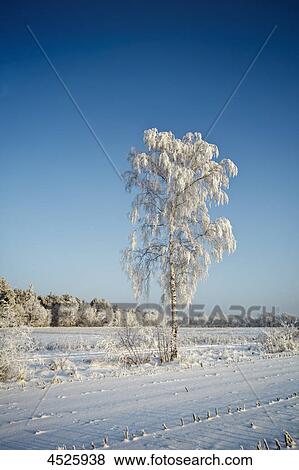 Stock Photo - Snowy birk tree, Schleswig-Holstein, Germany, Europe . Fotosearch