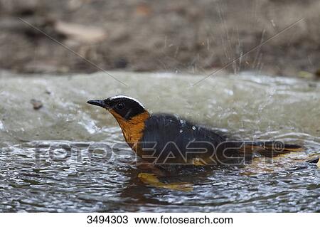 Snowy-crowned Robin-chat, Cossypha niveicapilla View Large Photo Image Stock Image - Snowy-crowned Robin-chat, Cossypha niveicapilla . Fotosearch