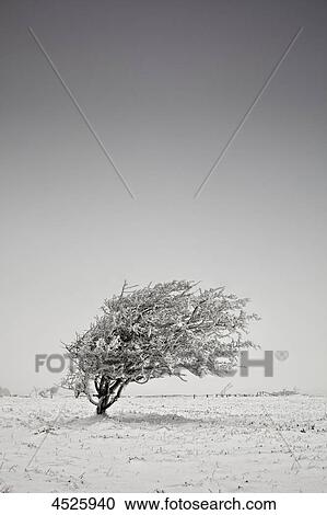 Snowy tree, Braderuper Heide, Sylt, Schleswig-Holstein, Germany, Europe View Large Photo Image Stock Image - Snowy tree, Braderuper Heide, Sylt, Schleswig-Holstein, Germany, Europe . Fotosearch