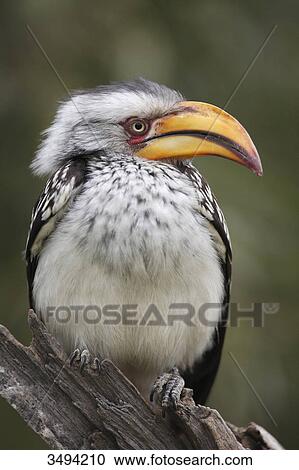 Southern yellow-billed hornbill, Tockus leucomelas, sitting on branch, South Africa, Africa View Large Photo Image Stock Image - Southern yellow-billed hornbill, Tockus leucomelas, sitting on branch, South Africa, Africa . Fotosearch