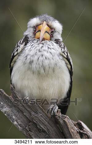 Southern yellow-billed hornbill, Tockus leucomelas, sitting on branch, South Africa, Africa View Large Photo Image Stock Image - Southern yellow-billed hornbill, Tockus leucomelas, sitting on branch, South Africa, Africa . Fotosearch
