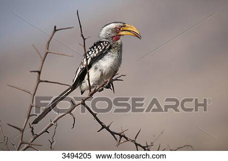 Stock Photography - Southern yellow-billed hornbill, Tockus leucomelas, sitting on branch, Pilanes Game Reserve, North West, South Africa, Africa . Fotosearch