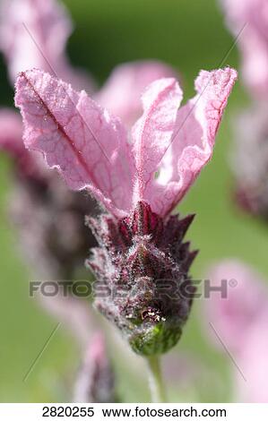 Stock Photography - Spanish lavender (Lavandula stoechas), close-up . Fotosearch