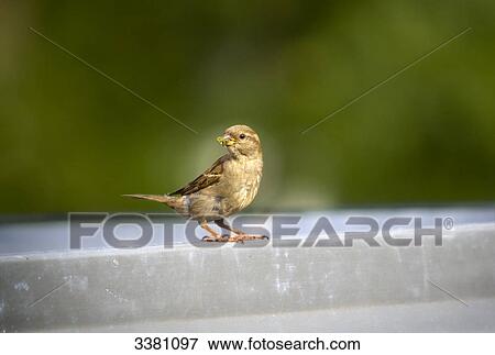 Sparrow witz bug in his beak View Large Photo Image Stock Photo - Sparrow witz bug in his beak . Fotosearch
