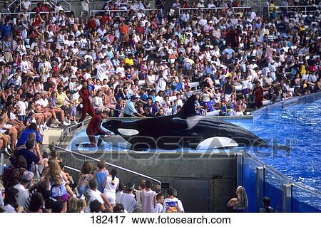 Spectators watching Killer whale (Orcinus orca) performance, Orlando, Florida, USA View Large Photo Image Stock Photo - Spectators watching Killer whale (Orcinus orca) performance, Orlando, Florida, USA . Fotosearch