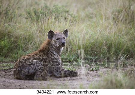 Spotted hyaena, Crocuta crocuta, Queen Elizabeth National Park, Uganda, East Africa, Africa View Large Photo Image Stock Image - Spotted hyaena, Crocuta crocuta, Queen Elizabeth National Park, Uganda, East Africa, Africa . Fotosearch