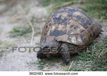 Stock Image - Spur-thighed Tortoise (Testudo graeca), Bulgaria . Fotosearch